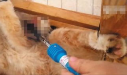 虐猫视频,人性与道德的拷问